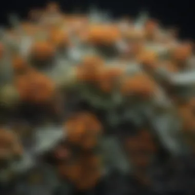 Visual representation of diagnostic methods for lichen diseases