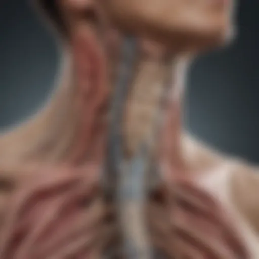 A detailed diagram showcasing the rhizotomy procedure on the spine.