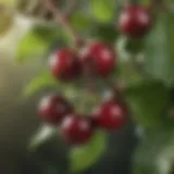 Close-up view of Arabica coffee cherries on a branch