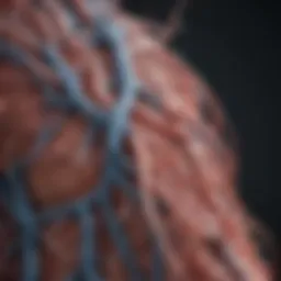 Illustration of Arteriovenous Malformation structure