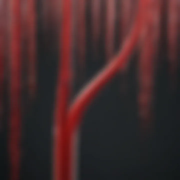 Visualization of blood distribution within the capillary system.