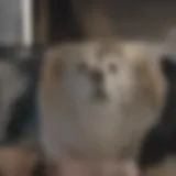 Golden Retriever with a Veterinary Professional