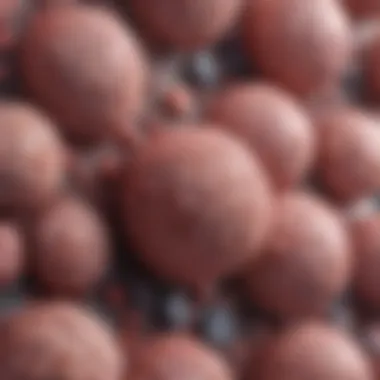 Microscopic Examination of Testicular Carcinoma Microscopic view of testicular carcinoma cells