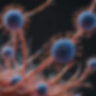 CD36 Antibody Cell Signaling Introduction CD36 Antibody Cell Signaling Introduction
