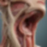 Illustration depicting the cervix and areas affected by cervicitis