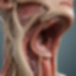 Illustration depicting the cervix and areas affected by cervicitis