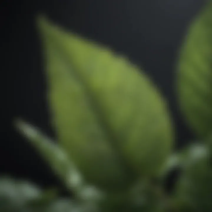 Close-up of a holy basil leaf showcasing its unique texture
