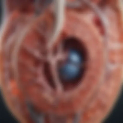 Detailed diagram of the kidney structure