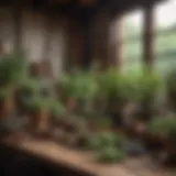 A collection of various medicinal herbs displayed in a rustic setting