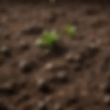 A close-up of enriched soil showcasing diverse organic matter.