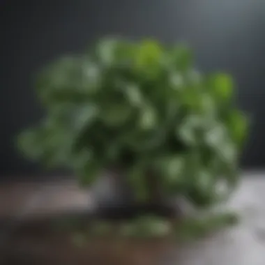 A fresh bunch of spinach, representing its nutritional value and benefits.