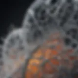 Representation of nanoplex structures showcasing their intricate design.