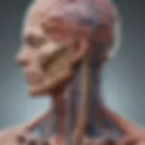Neuroanatomical pathways of the sympathetic nervous system
