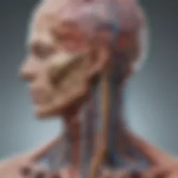 Neuroanatomical pathways of the sympathetic nervous system