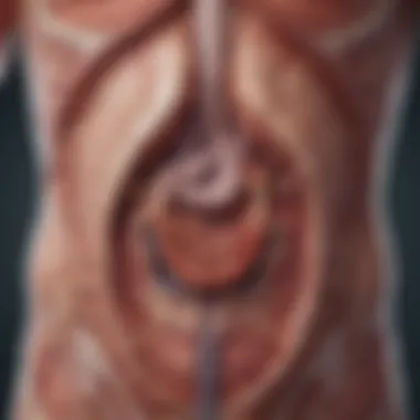 Anatomical Insights into Stomach Ulcers Anatomical illustration of the stomach highlighting ulcer locations