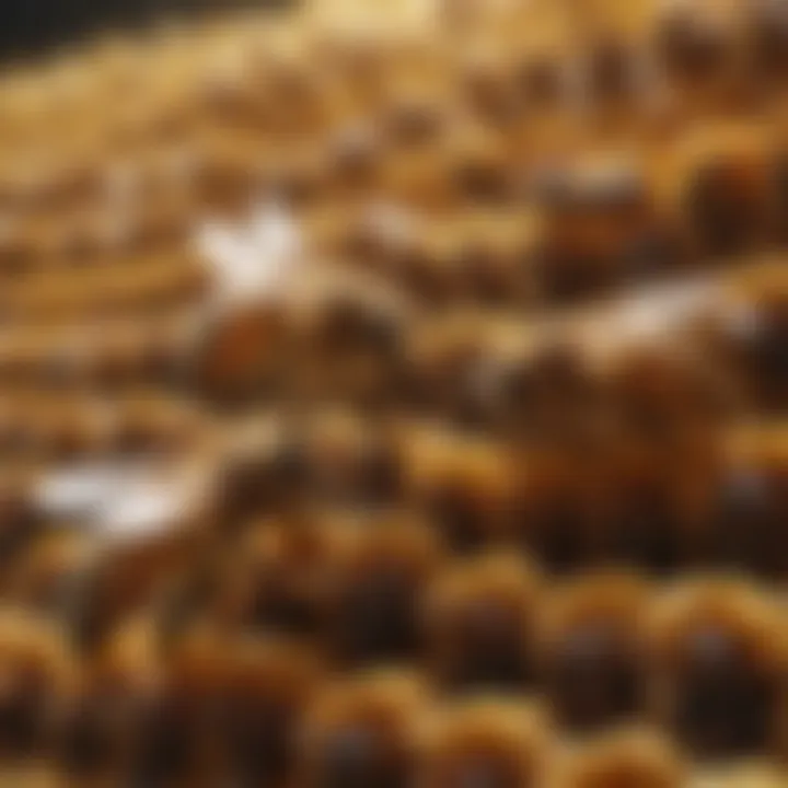 Honeybees on a hive producing royal jelly
