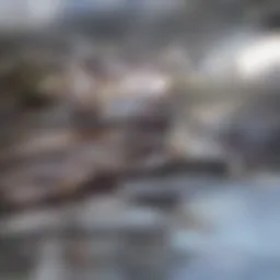 Chemical structure of Vyvanse