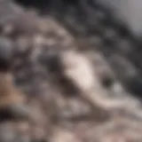 A close-up view of the Hawaiian millipede showcasing its unique body structure.