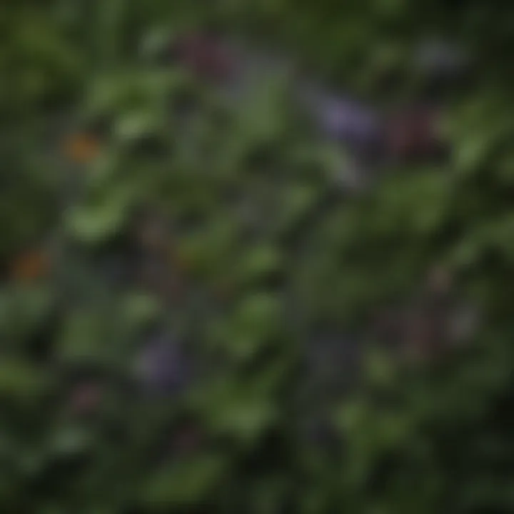 A close-up view of various herbs known for their soporific properties, arranged artistically.