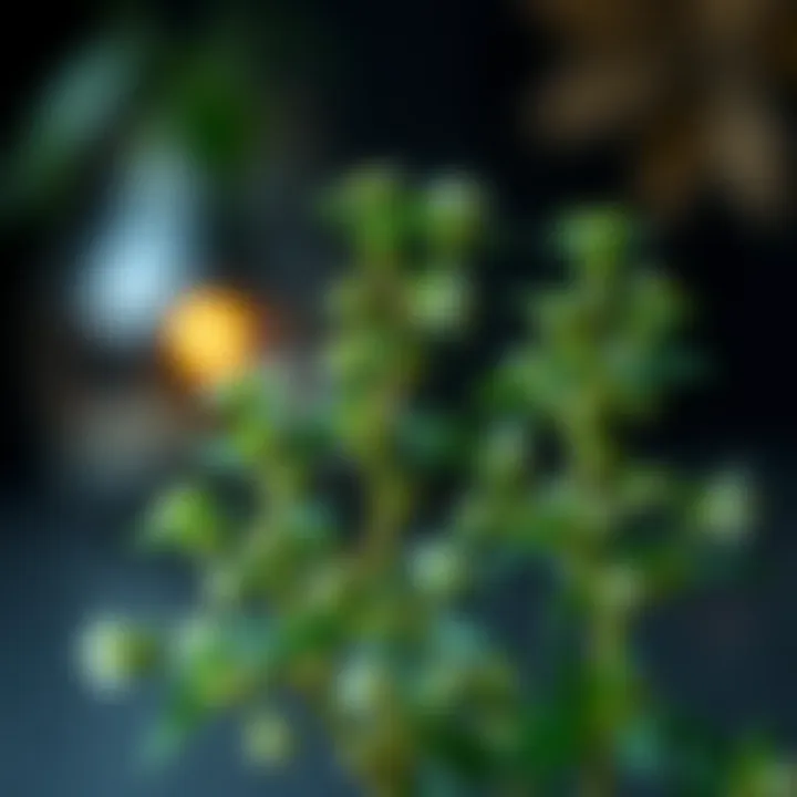 Notable Exploring the Role of Oregano in Weight Loss: An In-Depth Analysis