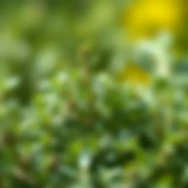 Exploring the Role of Oregano in Weight Loss: An In-Depth Analysis Summary