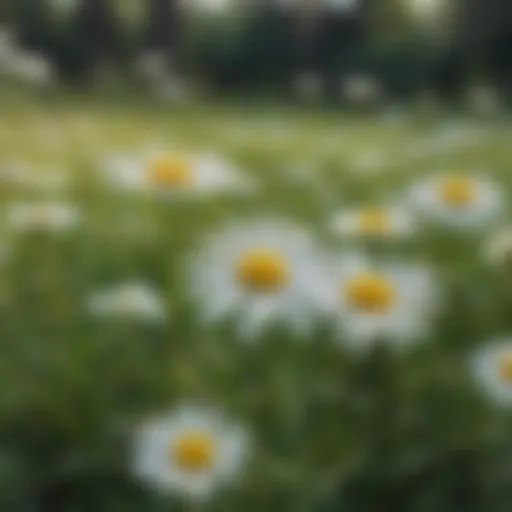 A close-up of chamomile flowers in a serene garden setting
