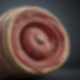 A healthy dog's digestive system anatomy