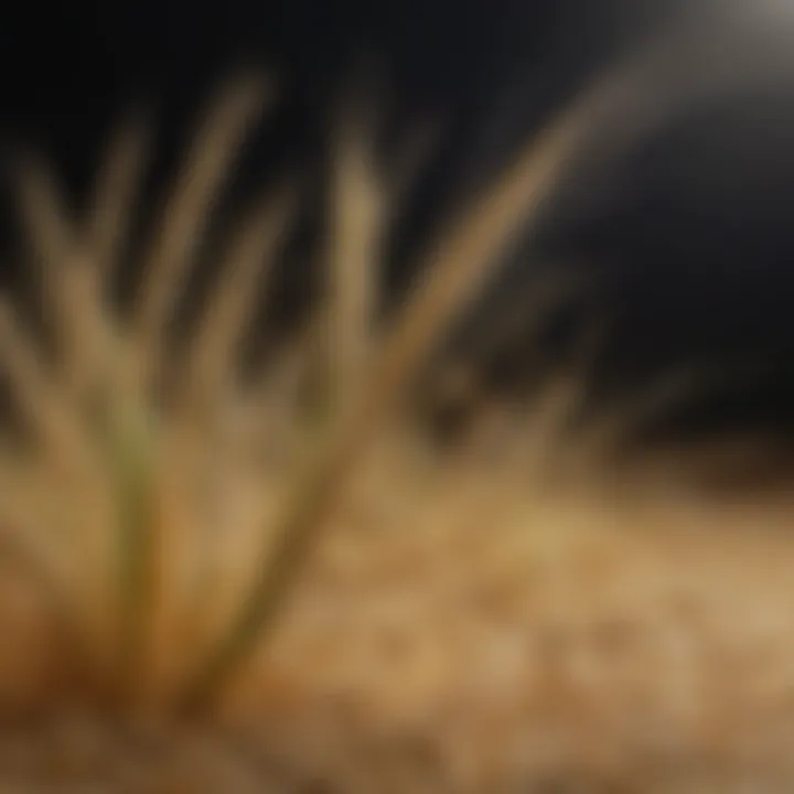 Illustration depicting the health benefits associated with dietary fiber in barley.