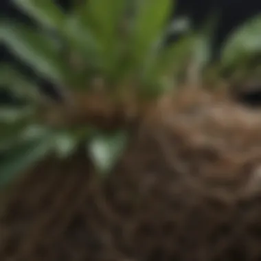 Close-up of Herbal Longjack root emphasizing its texture and natural form