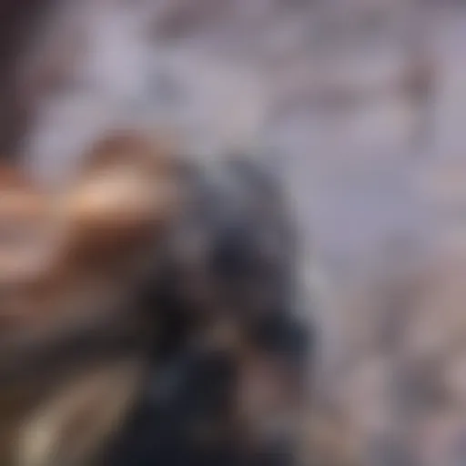 Detailed visualization of hilar mass anatomy