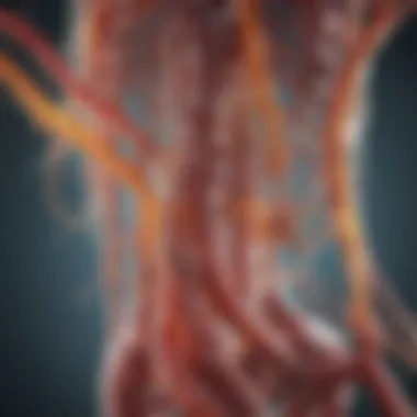 Mechanism of Action of Imodium Graphical representation of Imodium's mechanism of action in the gastrointestinal system
