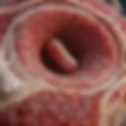 Aging bone marrow with reduced cellularity