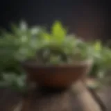 Natural herbs known for enhancing erectile function