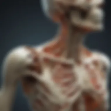 Osteoporosis and Bone Health Illustration of the skeletal system highlighting osteoporosis risk
