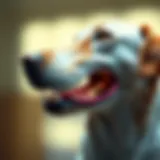 An anatomical illustration of a dog's trachea highlighting the area affected by collapse