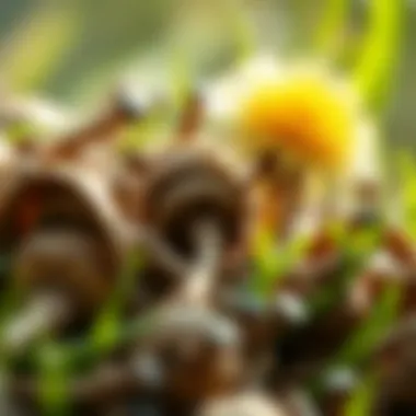 Scientific research on dandelion root and weight loss