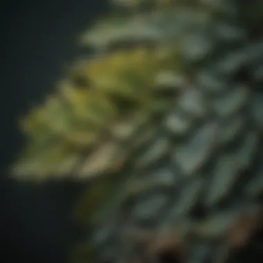 Textured Leaves of the Laurus Genus A close-up view of Laurus leaves showcasing their texture and color