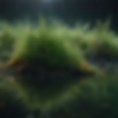 The Vibrant Ecosystem of Spirulina Algae Spirulina algae thriving in aquatic environment