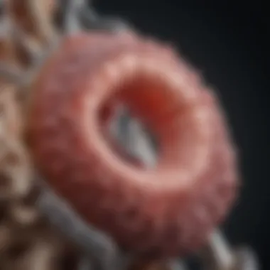Understanding Glomerular Filtration Diagram illustrating the process of Glomerular Filtration