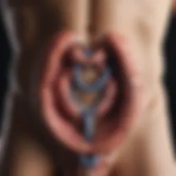 An anatomical diagram illustrating the male reproductive system.