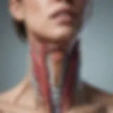 Anatomical illustration of the thyroid gland