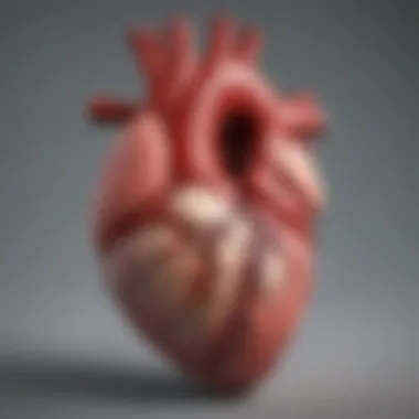 Anatomy of the Heart in Endocarditis Diagram illustrating the anatomy of the heart affected by endocarditis