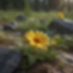 Arnica montana plant in natural habitat