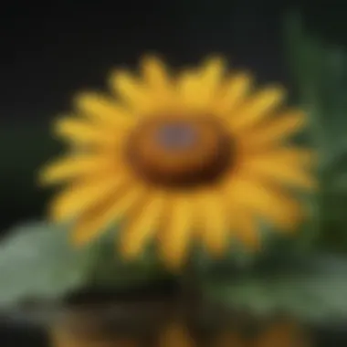 Therapeutic Applications of Arnica 200 C Therapeutic applications of Arnica in various conditions