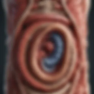 Anatomy of the Digestive System Illustration depicting the digestive system