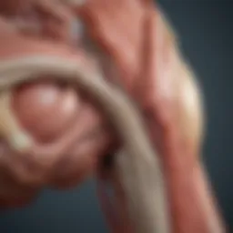 Illustration of canine shoulder joint anatomy