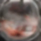 Illustration of capillary tube structure with blood flow.