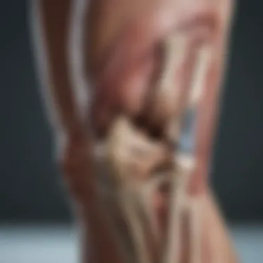 Anatomy of the Knee and Thigh Anatomical diagram illustrating the knee joint and thigh muscles