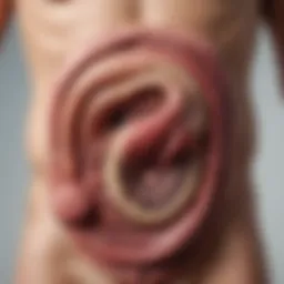 An infographic depicting the digestive system and its role in bowel movements.
