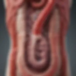 Illustration depicting the gastrointestinal tract highlighting areas where bleeding may occur